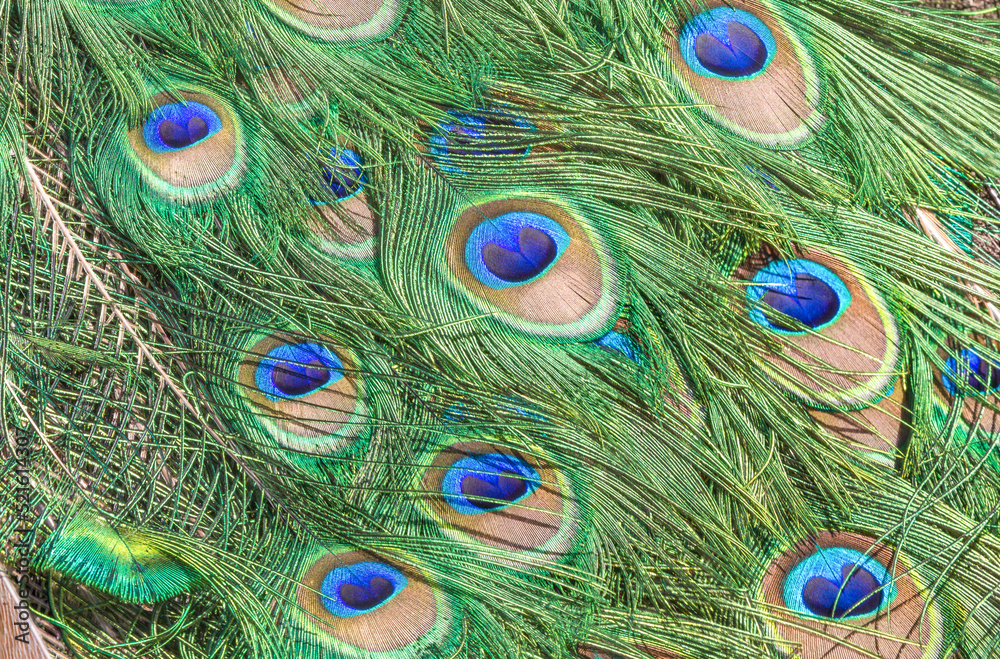 Fototapeta premium Bright colorful peacock feathers in a pattern.