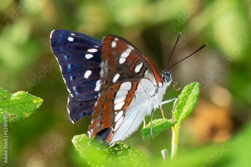 Vanessa cardui butterfly drinking and eating from a flower.
 photo