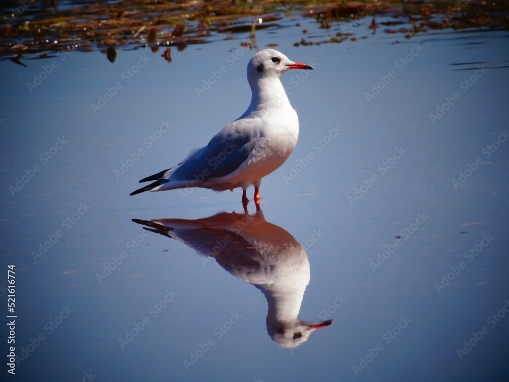 Obraz premium Mouette reflet 