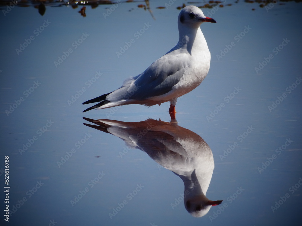 Obraz premium Mouette 