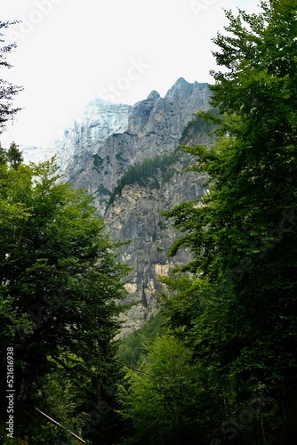 forest in the mountains © Kaja
