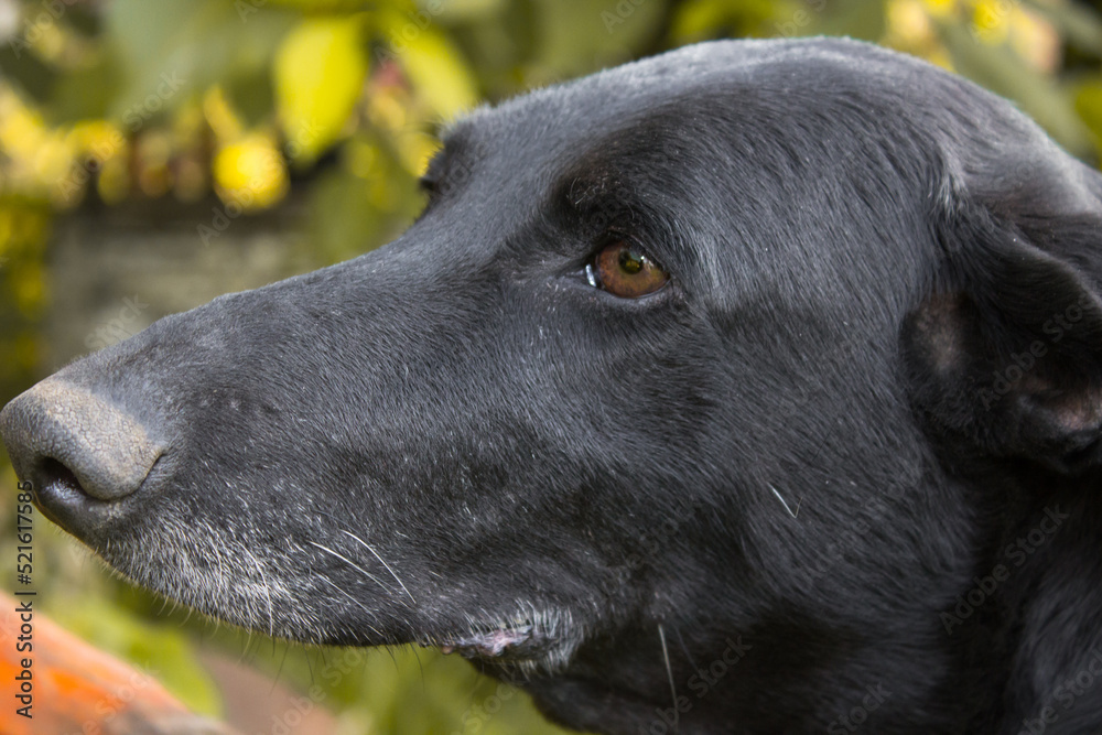 dog head portrait in Autumn,calm portrait black dog Closeup dog head on a background autumn dog head portrait in Autumn,calm portrait black dog Closeup dog head on a background autumn