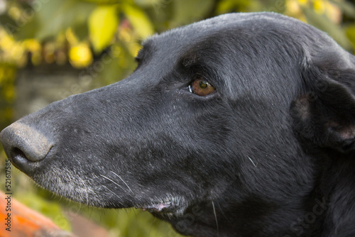 Wallpaper Mural dog head portrait in Autumn,calm portrait black dog Closeup dog head on a background autumn Torontodigital.ca