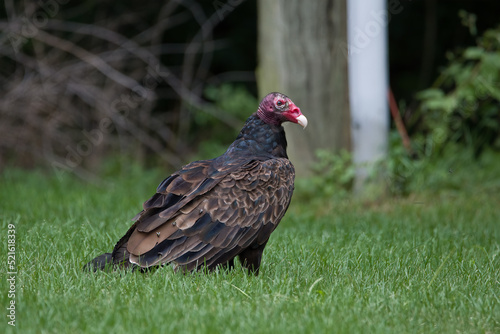 Turkey Vulture (Cathartes aura) looking for food in a backyard in southern Michigan in August 