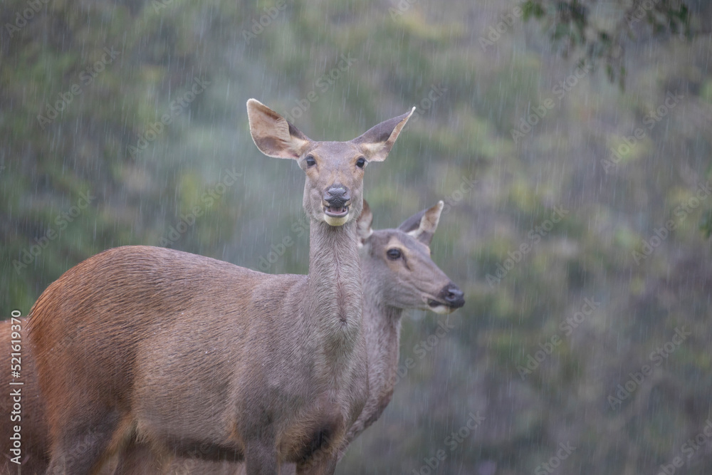 deer standing in forest during rain storm deer standing in forest during rain storm