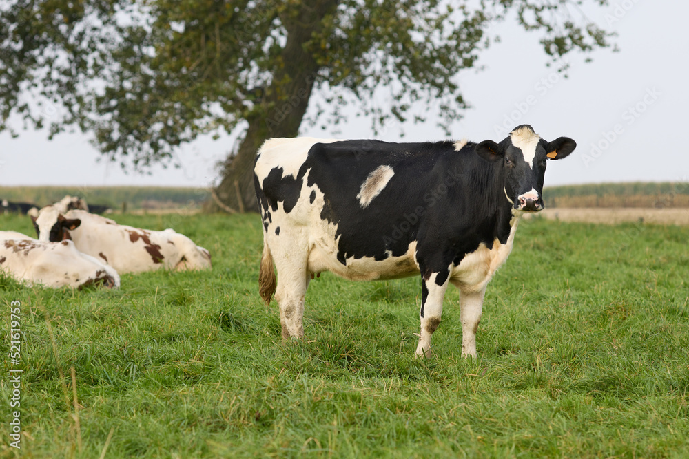 Black white cows in the meadow 