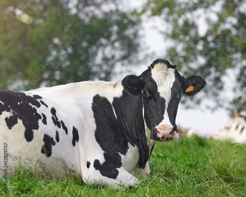 Black cow lays in grass