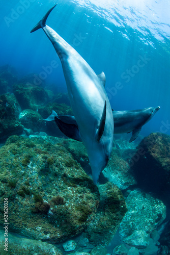 dolphins underwater