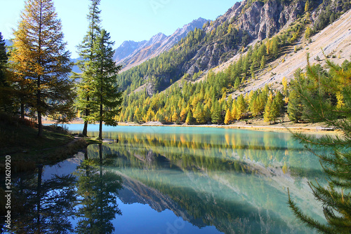 The wonderful Orceyrette Lake in autumn with larch tree forest, Briancon, hautes alpes, french alps
