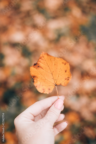 Autumn leaf in hand. Autumn. Autumn article.