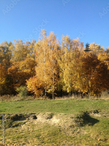 autumn in the forest