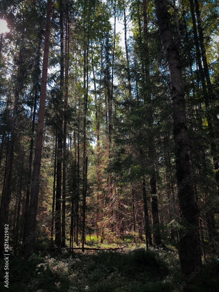 forest in the morning