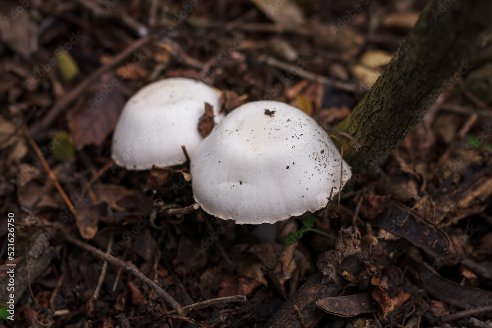 Two champignon mushrooms caps hiding in autumn leaves. Autumn forest nature, mushrooms picking, healthy organic food, protein diet. Two champignon mushrooms caps hiding in autumn leaves. Autumn forest nature, mushrooms picking, healthy organic food, protein diet.