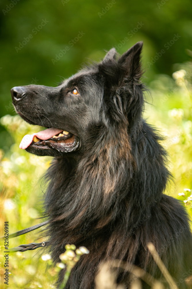 German shepherd, summer park German shepherd, summer park