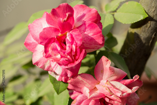 pink rose bush