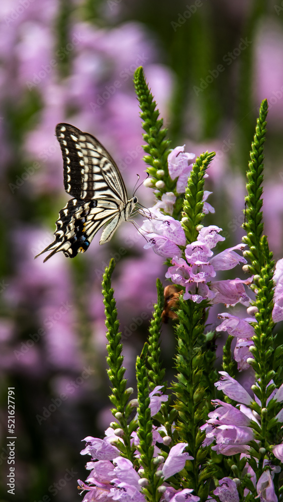 Swallowtail butterflies sucking nectar from flowers Swallowtail butterflies sucking nectar from flowers