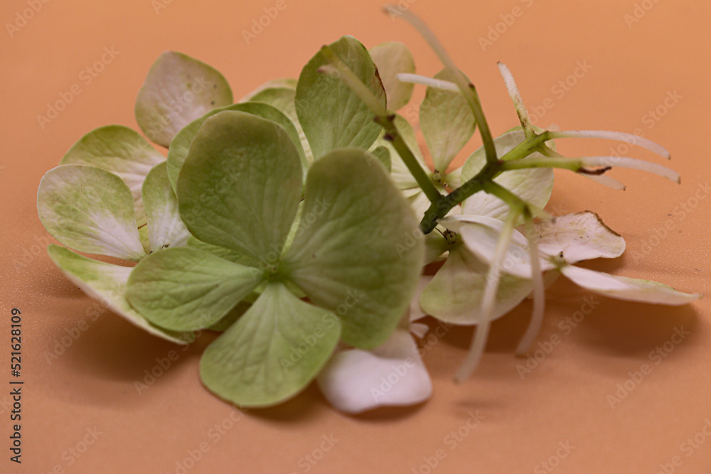set of white and green flowers on an orange background
set of white and green flowers on an orange background