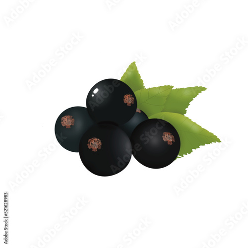 Illustration de Cassis. Fruit antioxydant en image isolée