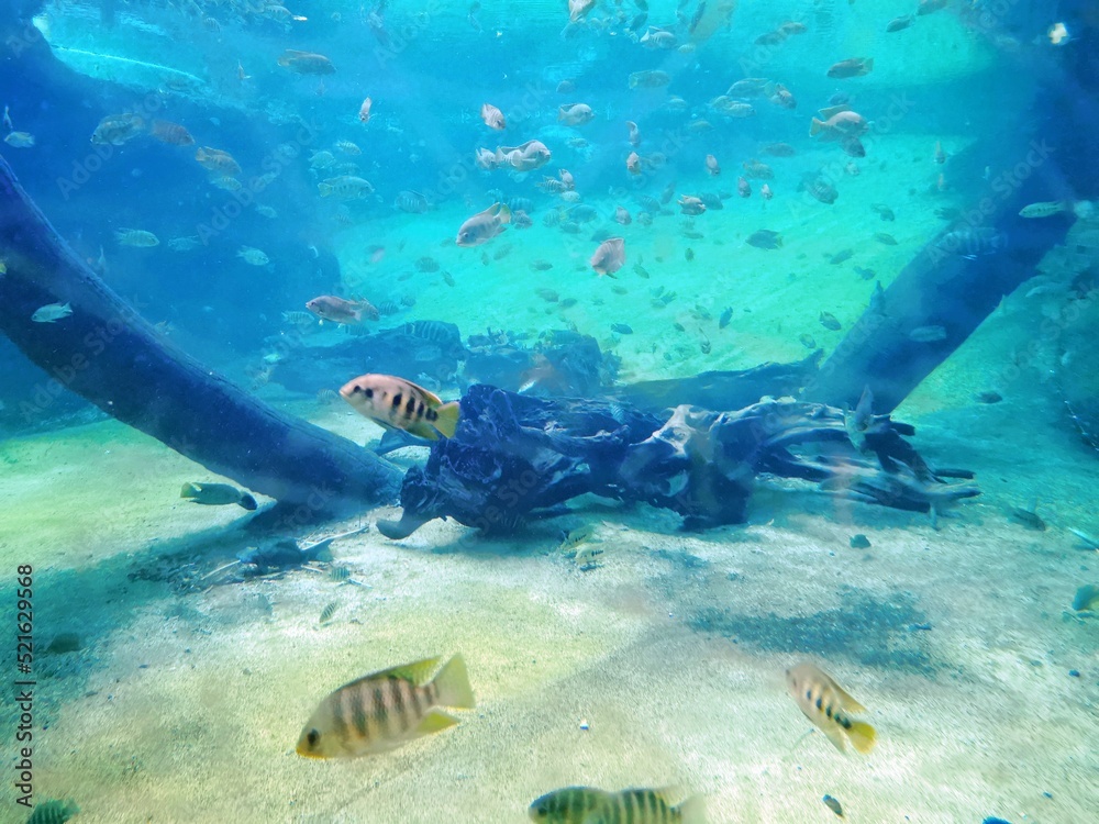 Fototapeta premium moss, nature, green, tree, forest, plant, macro, stone, grass, closeup, wood, leaf, rock, mossy, lichen, old, autumn, spring, wet, natural, abstract, leaves, branch, outdoor, flora