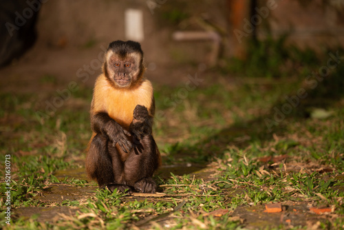 Monkey photo