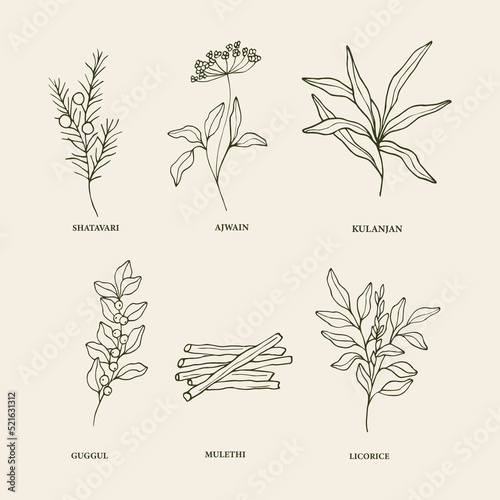 Hand drawn medicinal plants and ayurvedic herbs