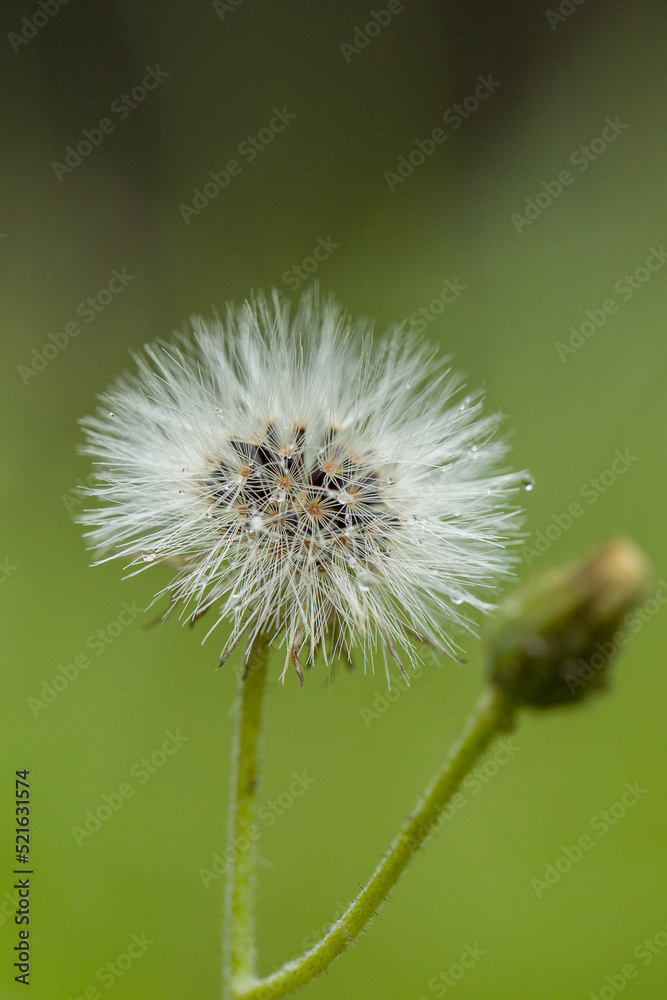 Fototapeta premium dandelion head