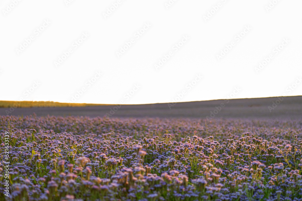 custom made wallpaper toronto digitalPurple field with phacelia flowers at sunset