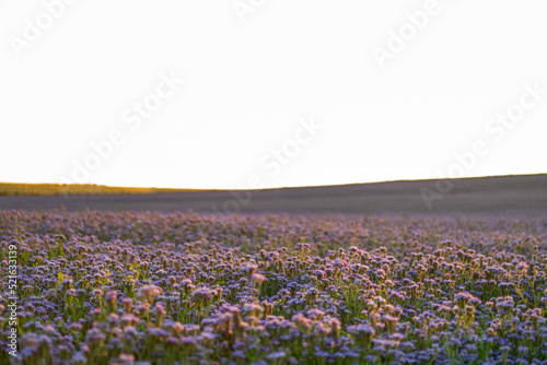 Wallpaper Mural Purple field with phacelia flowers at sunset Torontodigital.ca