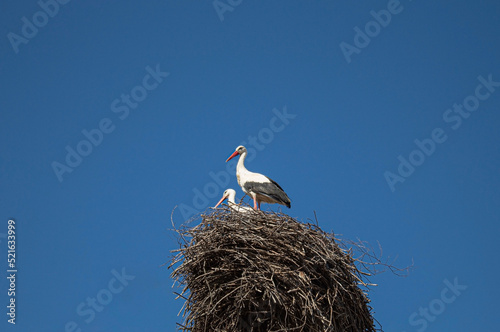 white stork in nest