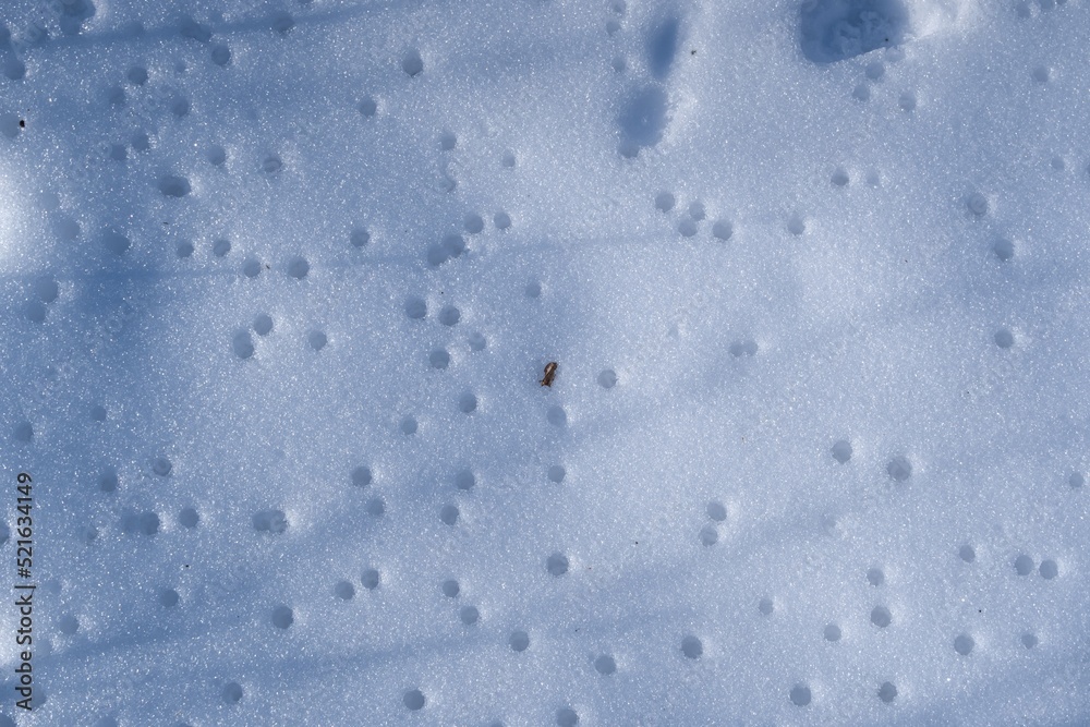 snow macro with holes after thaw, mysterious winter forest sundawn and sun flare, long deep shadows of bare trees, outdoor green tourism active hiking hobby, nature explore and protection concept snow macro with holes after thaw, mysterious winter forest sundawn and sun flare, long deep shadows of bare trees, outdoor green tourism active hiking hobby, nature explore and protection concept