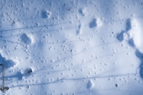 snow macro with holes after thaw and animal trace, winter forest sundawn and sun flare, long deep shadows of tree twigs, active green tourism hiking hobby, nature explore and protection concept photo