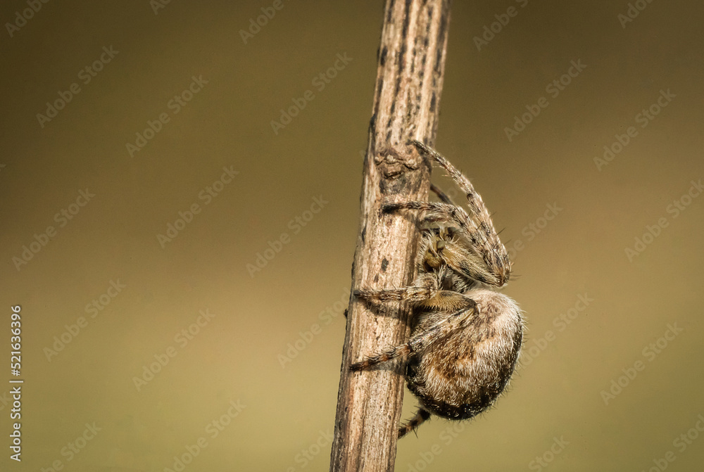 brązowy pająk na patyku - obrazy, fototapety, plakaty 