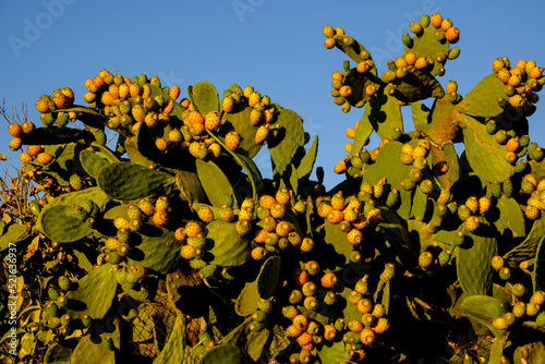 Chumbera, - Figuera de Moro-, Montuiri, Es Pla de mallorca, Mallorca, balearic islands, spain, europe photo