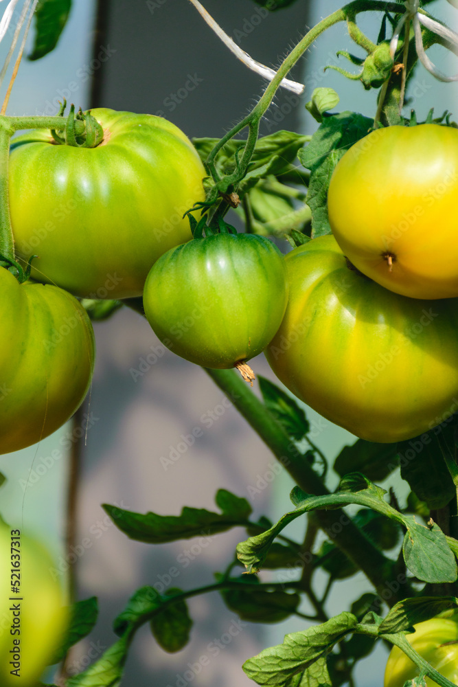 beautiful tomatoes in a greenhouse, healthy diet, autumn harvest tomatoes in a film greenhouse