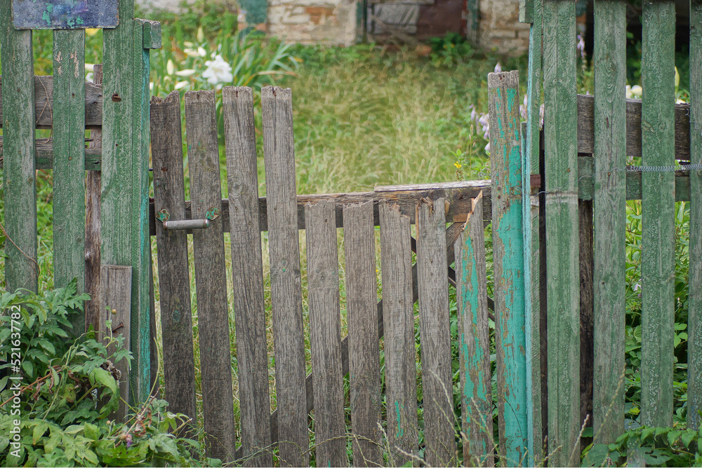 old broken wooden door on a gray green fence wall on a rural street in vegetation old broken wooden door on a gray green fence wall on a rural street in vegetation