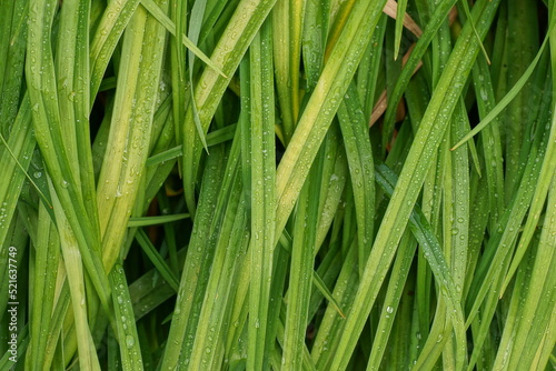 natural plant texture of green long grass with drops of water after rain in nature