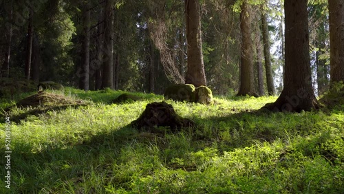 Lush bright forest scene. Camera slowly moves right. Sunshine through trees. Backlight.