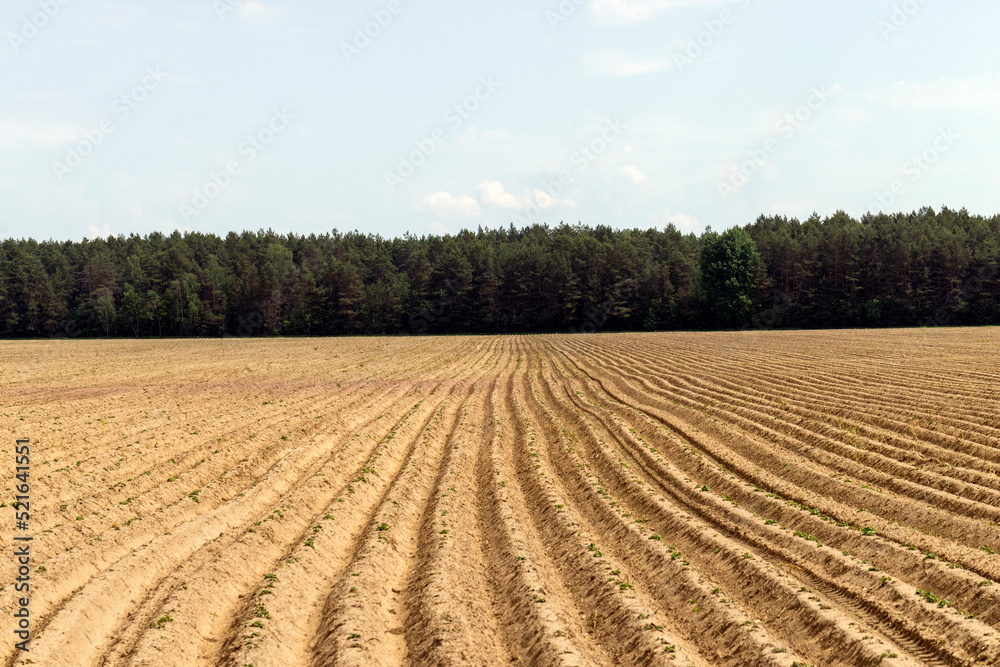 A field with furrows in which potatoes grow A field with furrows in which potatoes grow