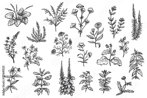 Set of various herbal plants in hand drawn vintage style isolated on white background. Collection natural design elements for food, medical. Retro vector illustration.