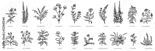 Wallpaper Mural Set of herbal plant