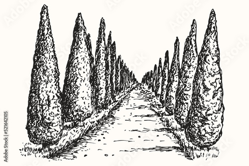 Hand drawn monochrome composition with with cypress trees along road. Vintage nature environment in engraved retro sketch style. Vector illustration.