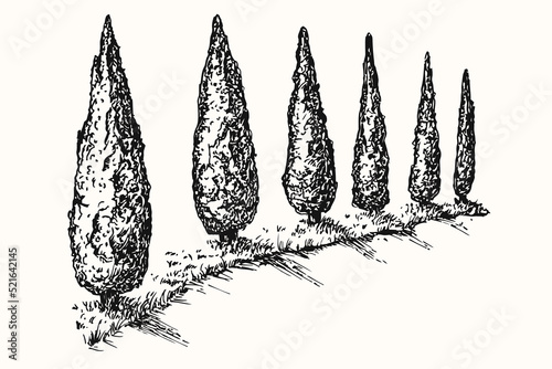 Hand drawn monochrome composition with with cypress trees along road. Vintage nature environment in engraved retro sketch style. Vector illustration.