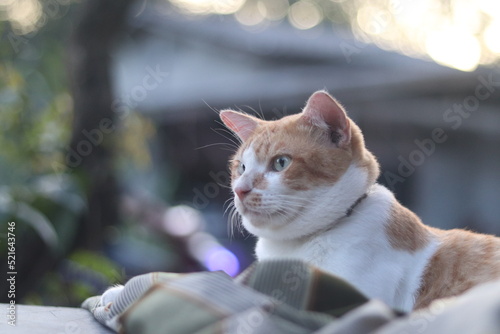 A ginger cat sleep and relax