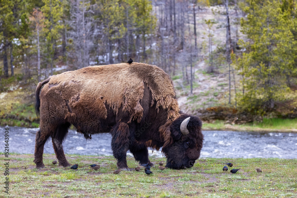 Bison with birds by the river eating grass in American Landscape. Yellowstone National Park. United States. Nature Background. Bison with birds by the river eating grass in American Landscape. Yellowstone National Park. United States. Nature Background.
