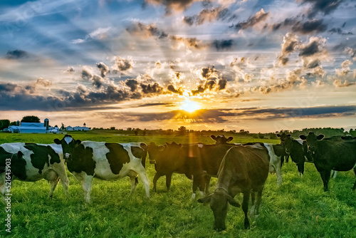 Photo Cows at sunrise in farm pasture
