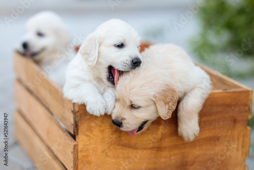 Golden Retriever Puppies Kissing in box