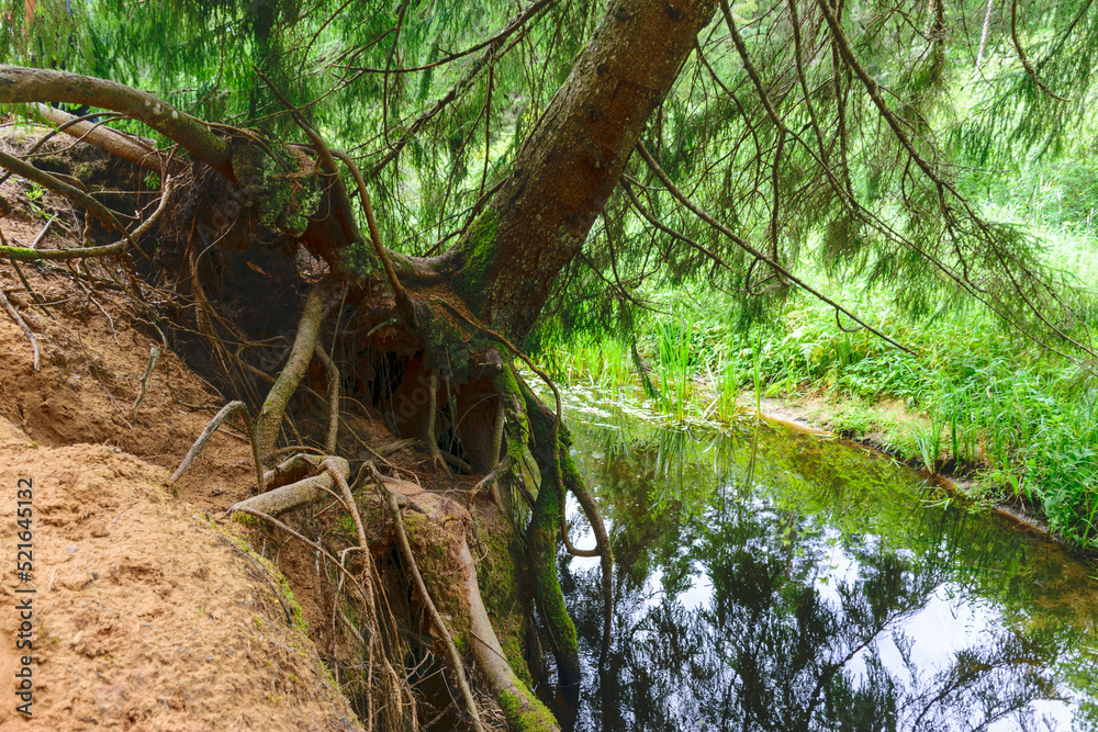 Obraz premium summer landscape with sandstone rock outcrop on the bank of a small wild river, tree-lined river bank