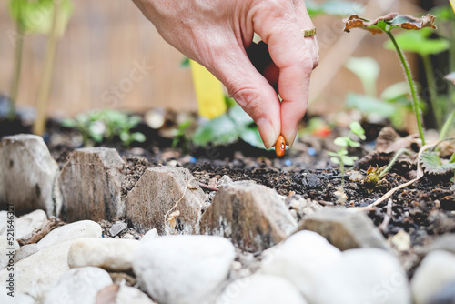 Close-up of a person's hand planting a seed in the soil
