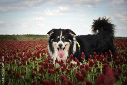 Border collie is standing in crimson clover. He has so funny face he is smilling © doda