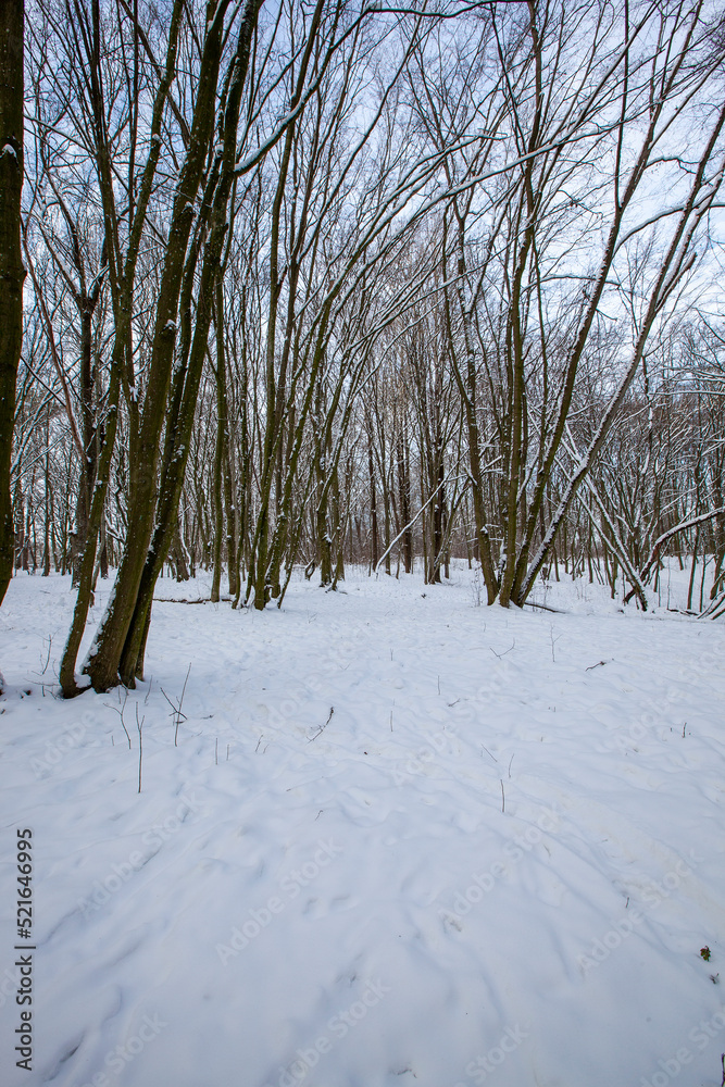 Snow-covered plants in the winter season Snow-covered plants in the winter season